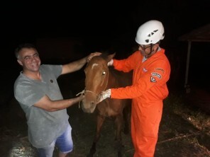 Bombeiros Voluntários realizam resgate animal 