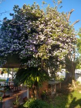 Primavera inicia na tarde desta quarta-feira