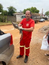 Bombeiros Voluntários resgataram animal silvestre nesta terça-feira