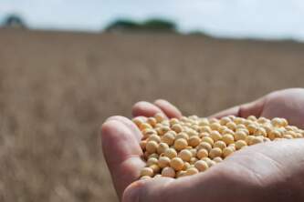 Tupanciretã produz 330.296 mi/t da Soja e segue sendo o maior produtor do RS