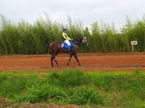 Bico Branco tupanciretanense é campeão no Alegrete em competição de Jockey Club