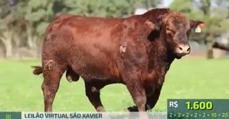 Leilão da São Xavier, em Tupanciretã, fatura R$ 1,29 milhão com venda de animais