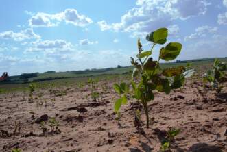 Em Tupanciretã, SOS Estiagem garante benefício para assentados da reforma agrária