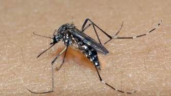 Confirmada quarta morte por dengue do Estado, no município de Jóia