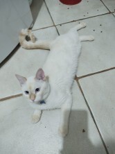 Procura-se gato macho de pelugem branca