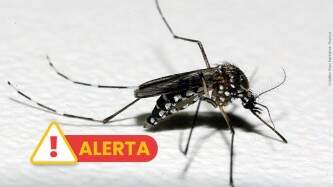 Mosquito Aedes aegypti está com elevados índices de foco em Tupanciretã