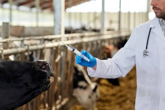 Tupanciretã abre vacinação contra a Brucelose para bovinos