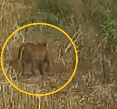 Casal de Puma visto no interior de Tupanciretã está protegido em propriedade rural